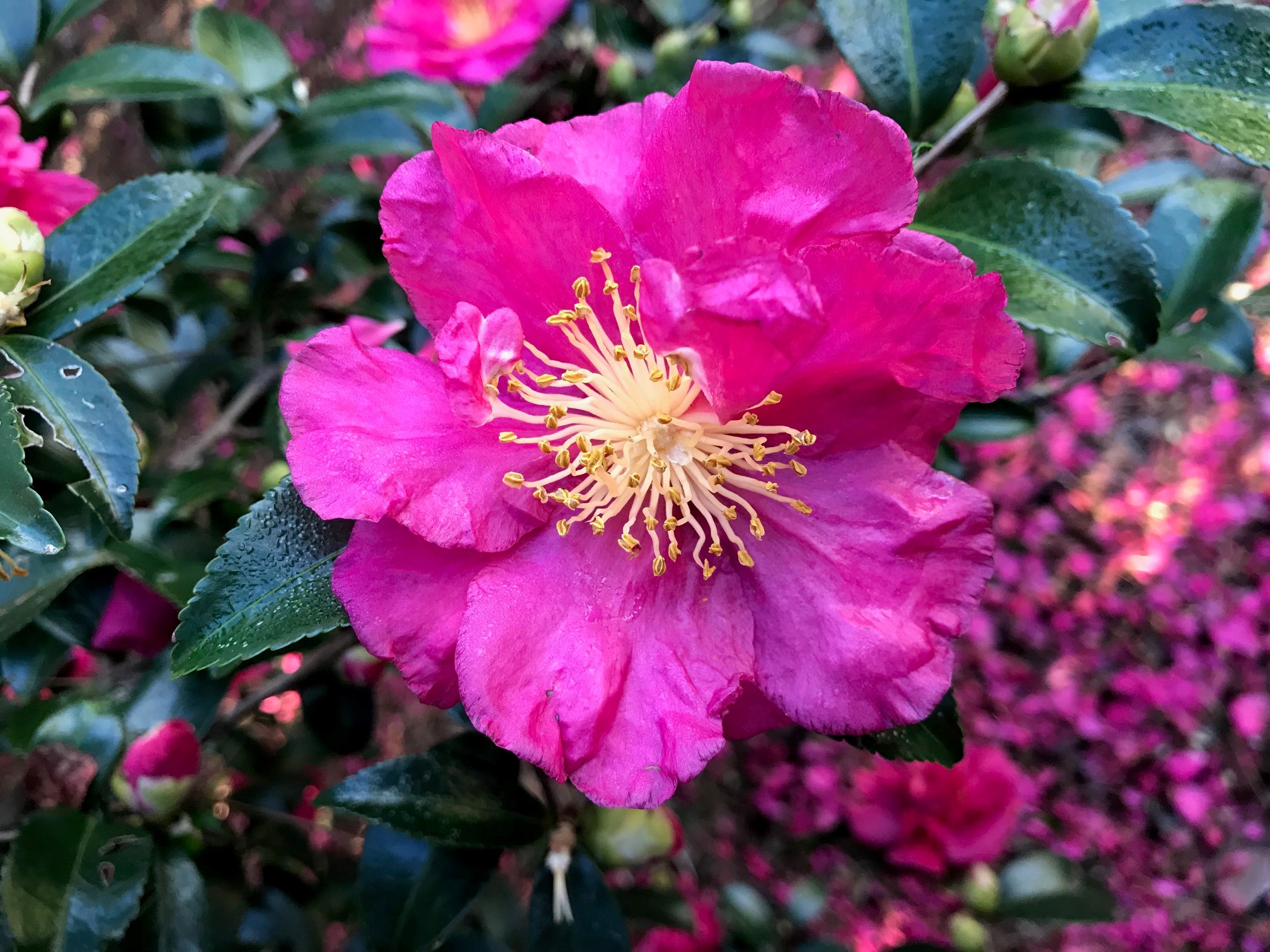 alabama beauty camelliajpg